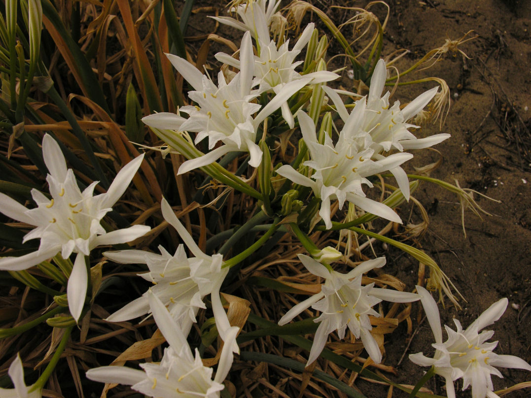 Pancratium maritimum / Pancrazio, giglio di mare